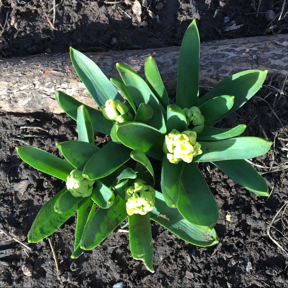 Meet your Posher, Anne